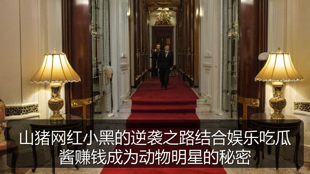 山猪网红小黑的逆袭之路结合娱乐吃瓜酱赚钱成为动物明星的秘密